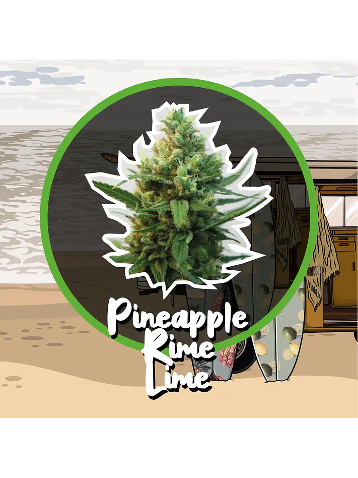 Pineapple Rime Line Fast Version -Delirium Seeds (X4/X1) 3