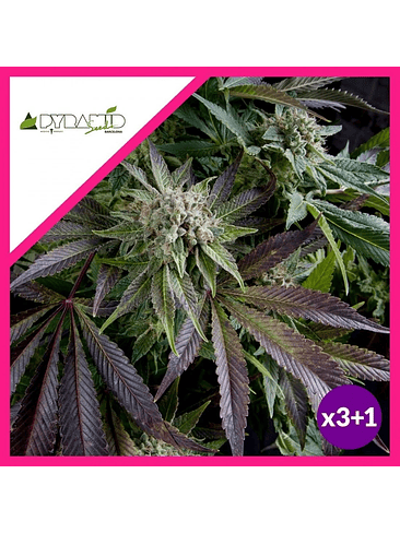 Blue Pyramid  Fem X5+2-Pyramid Seeds 2