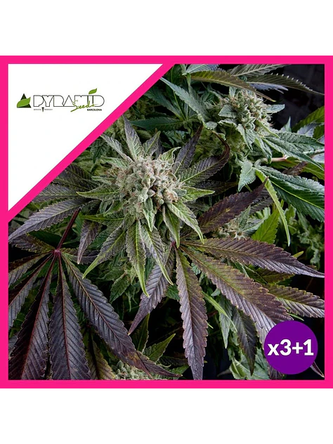Blue Pyramid Fem -Pyramid Seeds (X5+2/X3+1/X1) 2