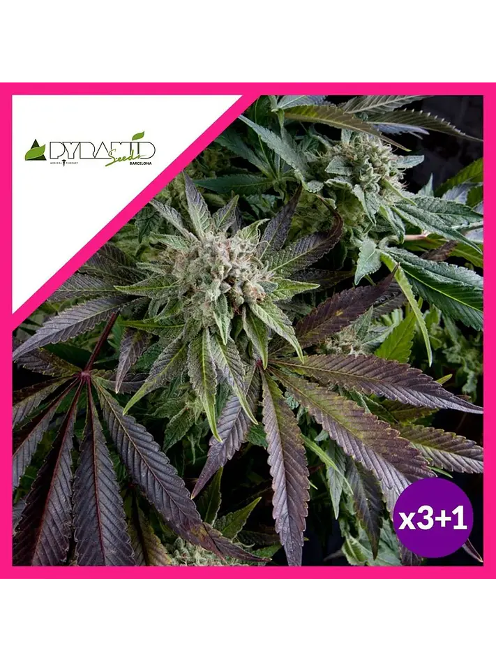 Blue Pyramid Fem -Pyramid Seeds (X5+2/X3+1/X1) 2