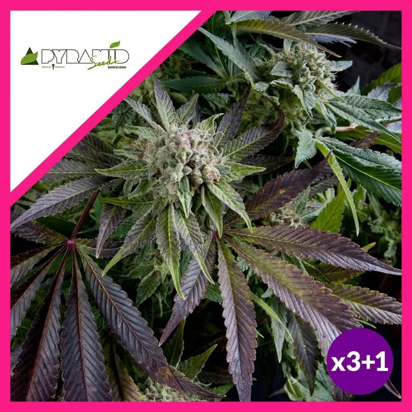 Blue Pyramid Fem -Pyramid Seeds (X5+2/X3+1/X1) 2