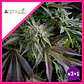 Blue Pyramid Fem -Pyramid Seeds (X5+2/X3+1/X1) - Miniatura 2