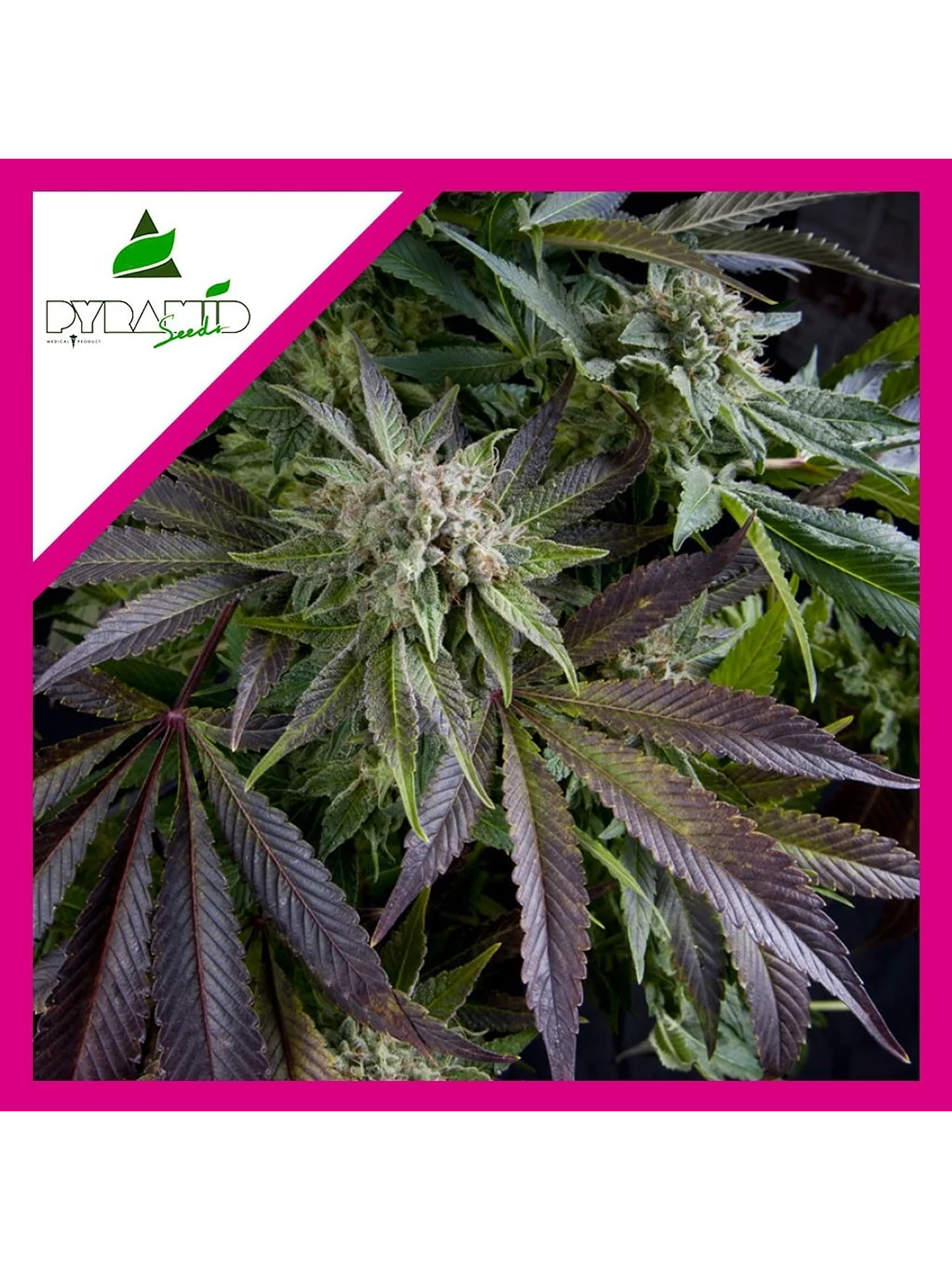 Blue Pyramid Fem -Pyramid Seeds (X5+2/X3+1/X1) 4
