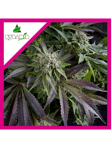 Blue Pyramid  Fem X5+2-Pyramid Seeds 4