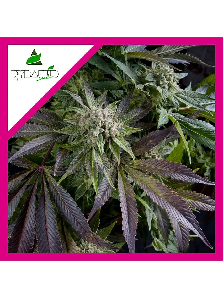 Blue Pyramid Fem -Pyramid Seeds (X5+2/X3+1/X1) 4