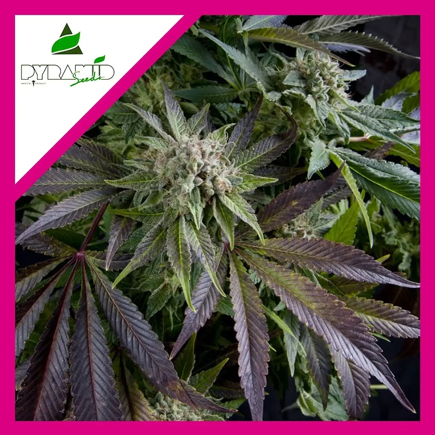 Blue Pyramid Fem -Pyramid Seeds (X5+2/X3+1/X1) 4