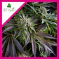 Blue Pyramid Fem -Pyramid Seeds (X5+2/X3+1/X1) - Miniatura 4
