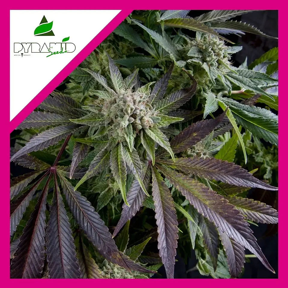 Blue Pyramid Fem -Pyramid Seeds (X5+2/X3+1/X1) 4