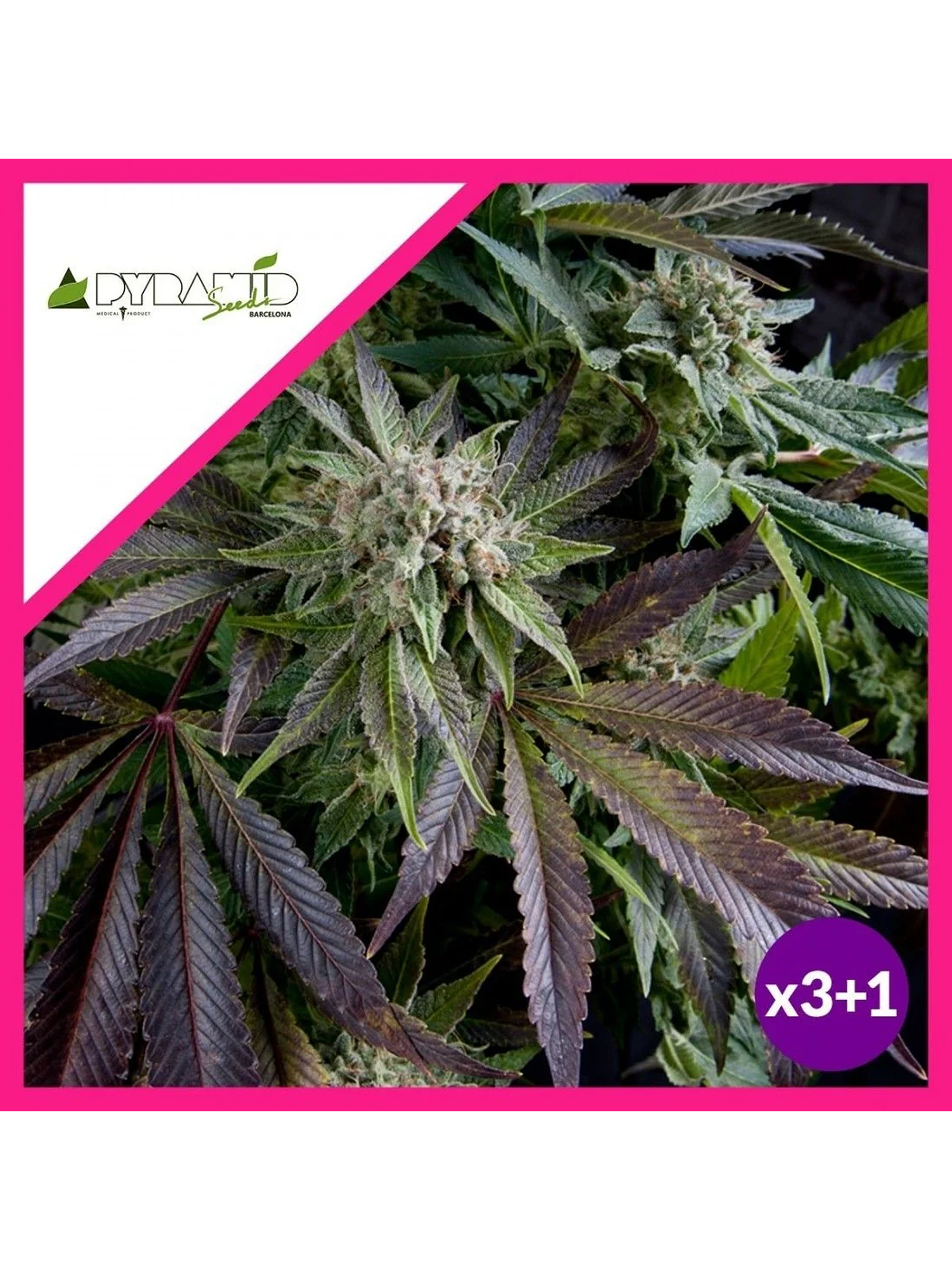 Blue Pyramid Fem -Pyramid Seeds (X5+2/X3+1/X1) 3