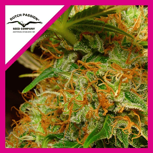 Mazar Fem X100-Dutch Passion