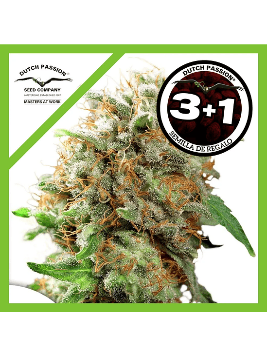 Mazar Fem X100-Dutch Passion 3