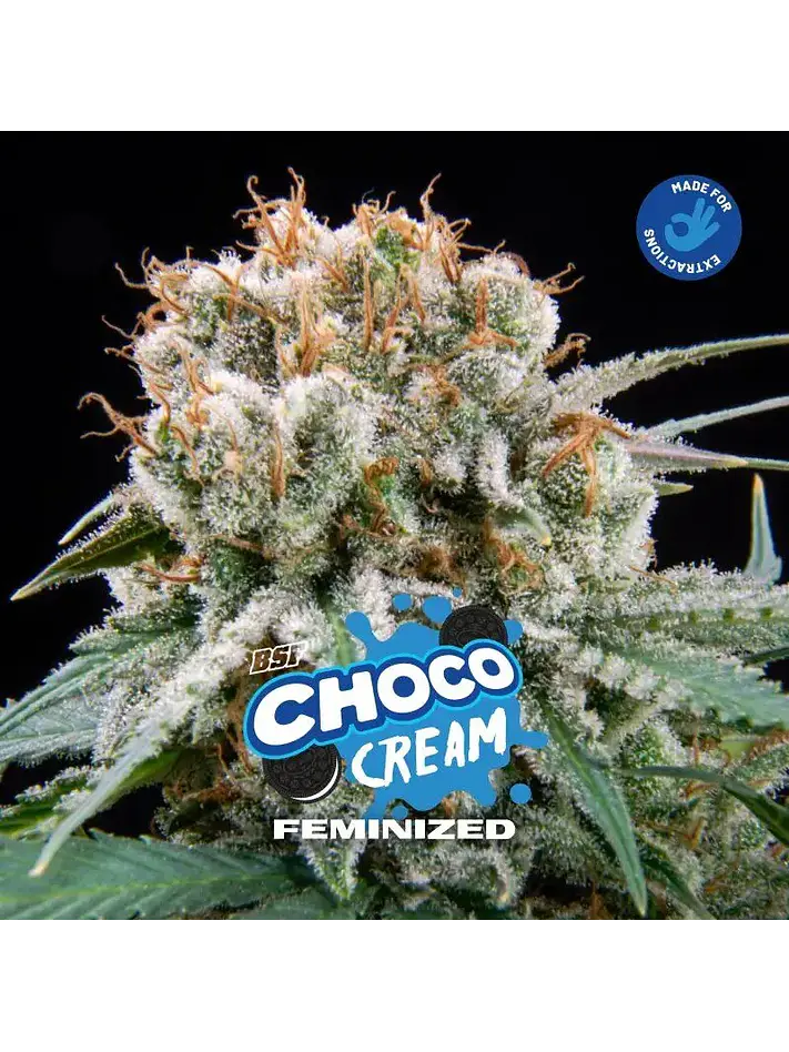 Choco Cream Fem -Bsf (X7/X4/X2) 3