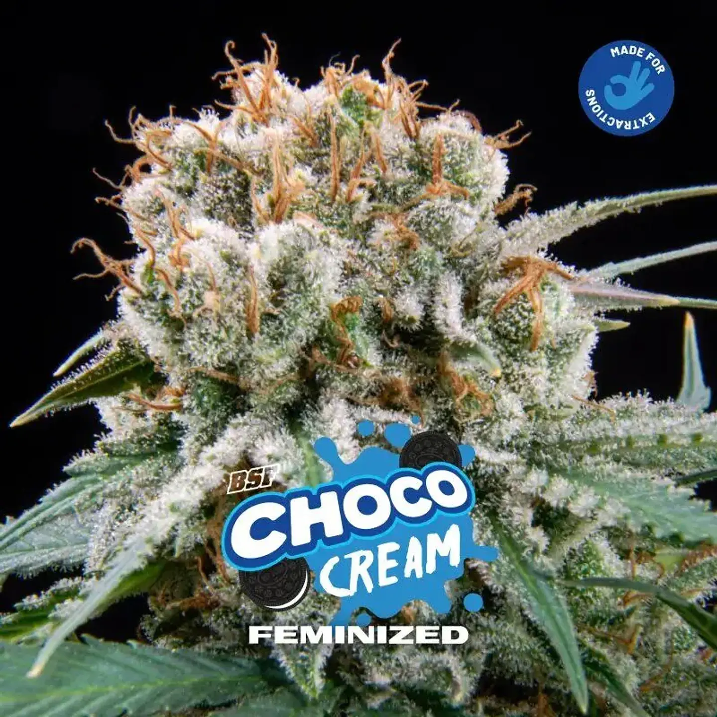 Choco Cream Fem (X2 / X4 / X7 / X12) -BSF 3