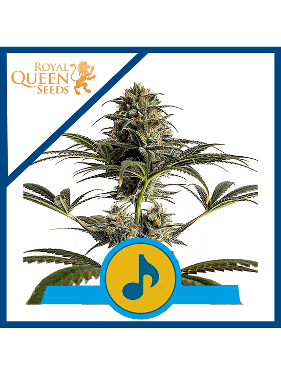 Dance World Cbd Fem X10-Royal Queen 2