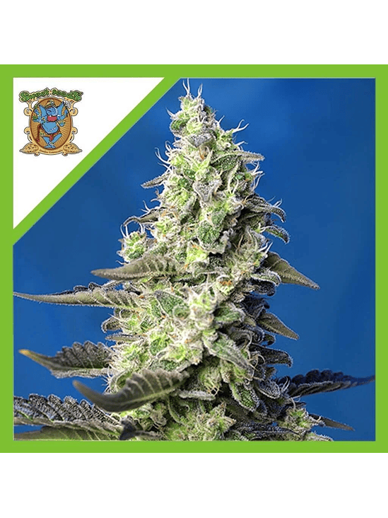 Green Poison Xl  Auto® (X3+1/ X25 / X100)-Sweet Seeds 4