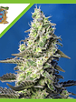 Green Poison Xl  Auto® (X3+1/ X25 / X100)-Sweet Seeds - Miniatura 4