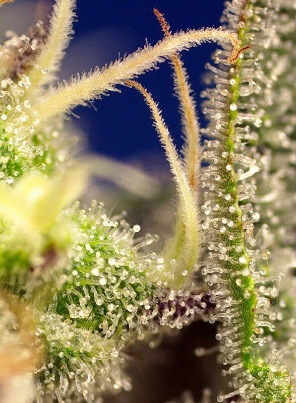 Green Poison Xl Auto® -Sweet Seeds (X100/X25/X3+1) 5