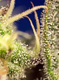 Green Poison Xl Auto® -Sweet Seeds (X100/X25/X3+1) - Miniatura 5