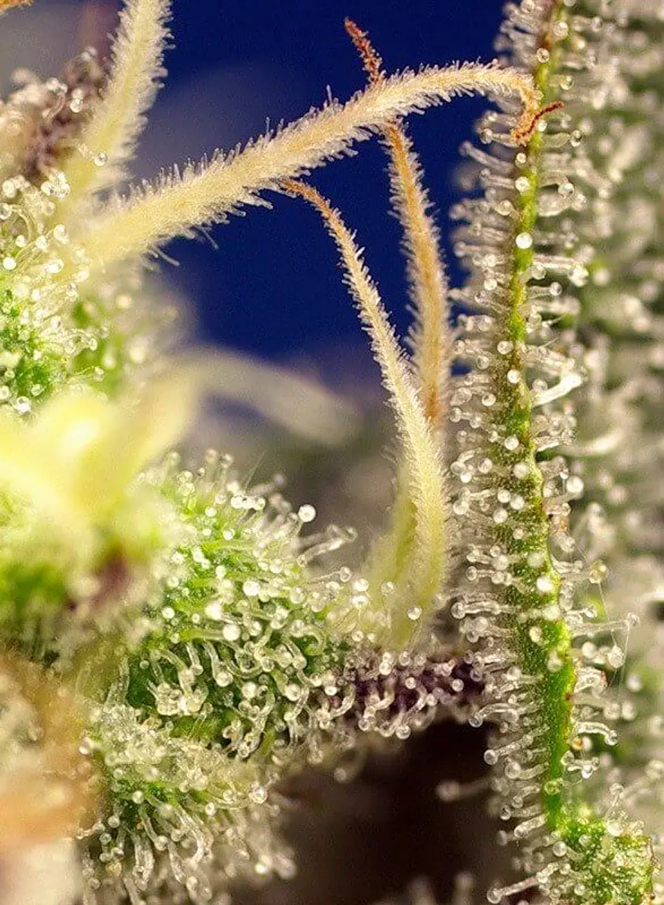 Green Poison Xl Auto® -Sweet Seeds (X100/X25/X3+1) 5