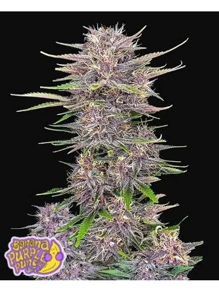 Banana Purple Punch Auto -Fast Buds (X5/X3/X1) 2