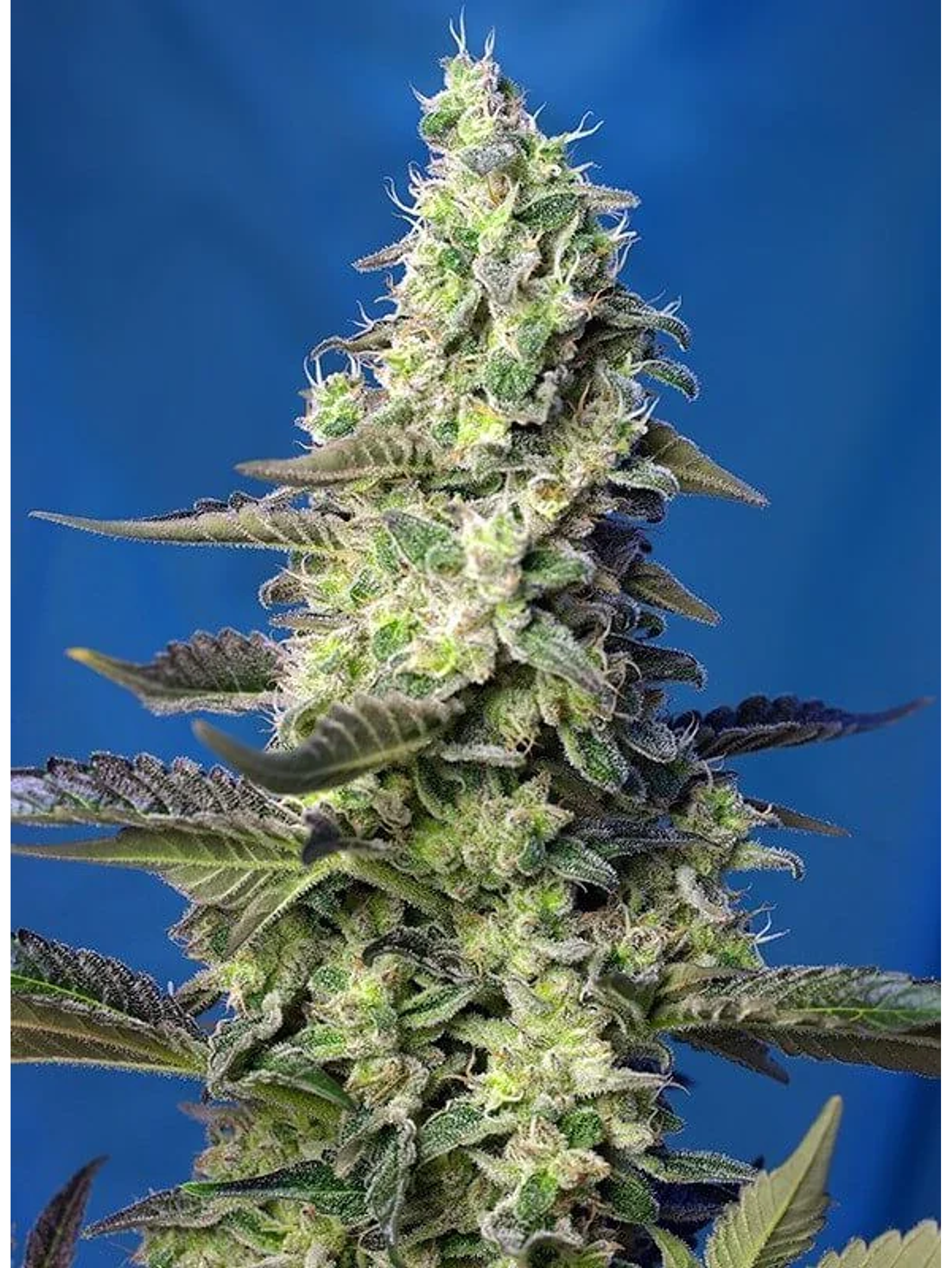 Green Poison Xl Auto® -Sweet Seeds (X100/X25/X3+1) 6