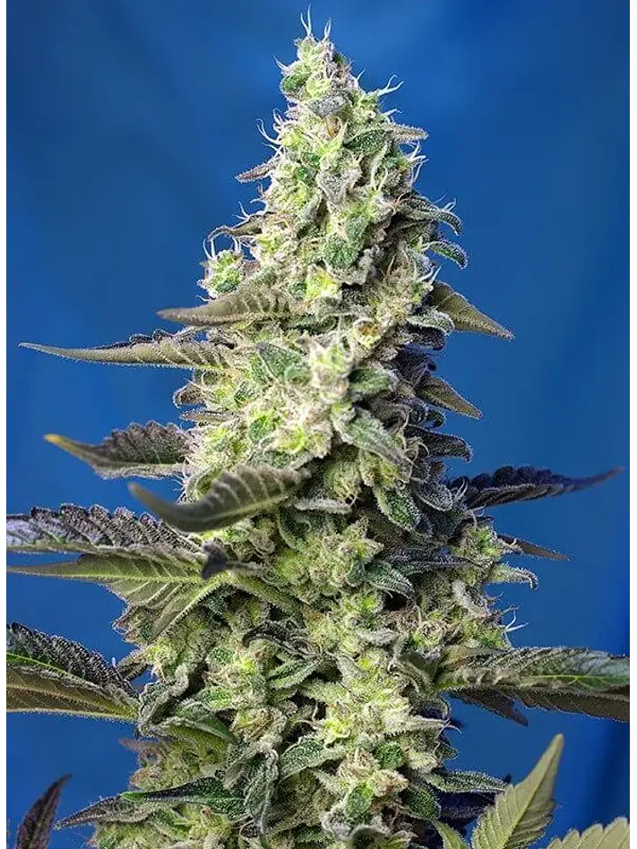 Green Poison Xl Auto® -Sweet Seeds (X100/X25/X3+1) 6