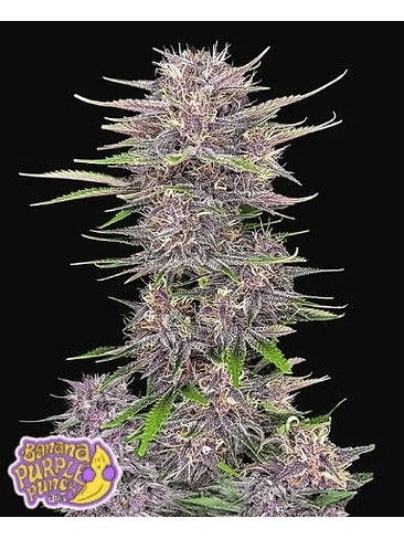 Banana Purple Punch Auto X5-Fast Buds 4