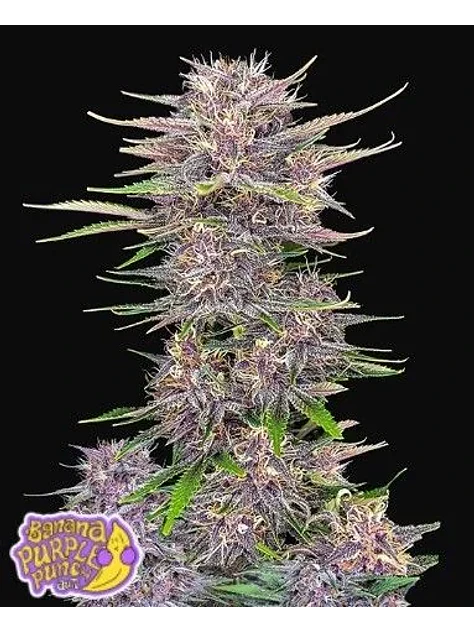 Banana Purple Punch Auto -Fast Buds (X5/X3/X1) 4