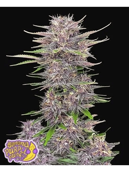 Banana Purple Punch Auto X5-Fast Buds 4