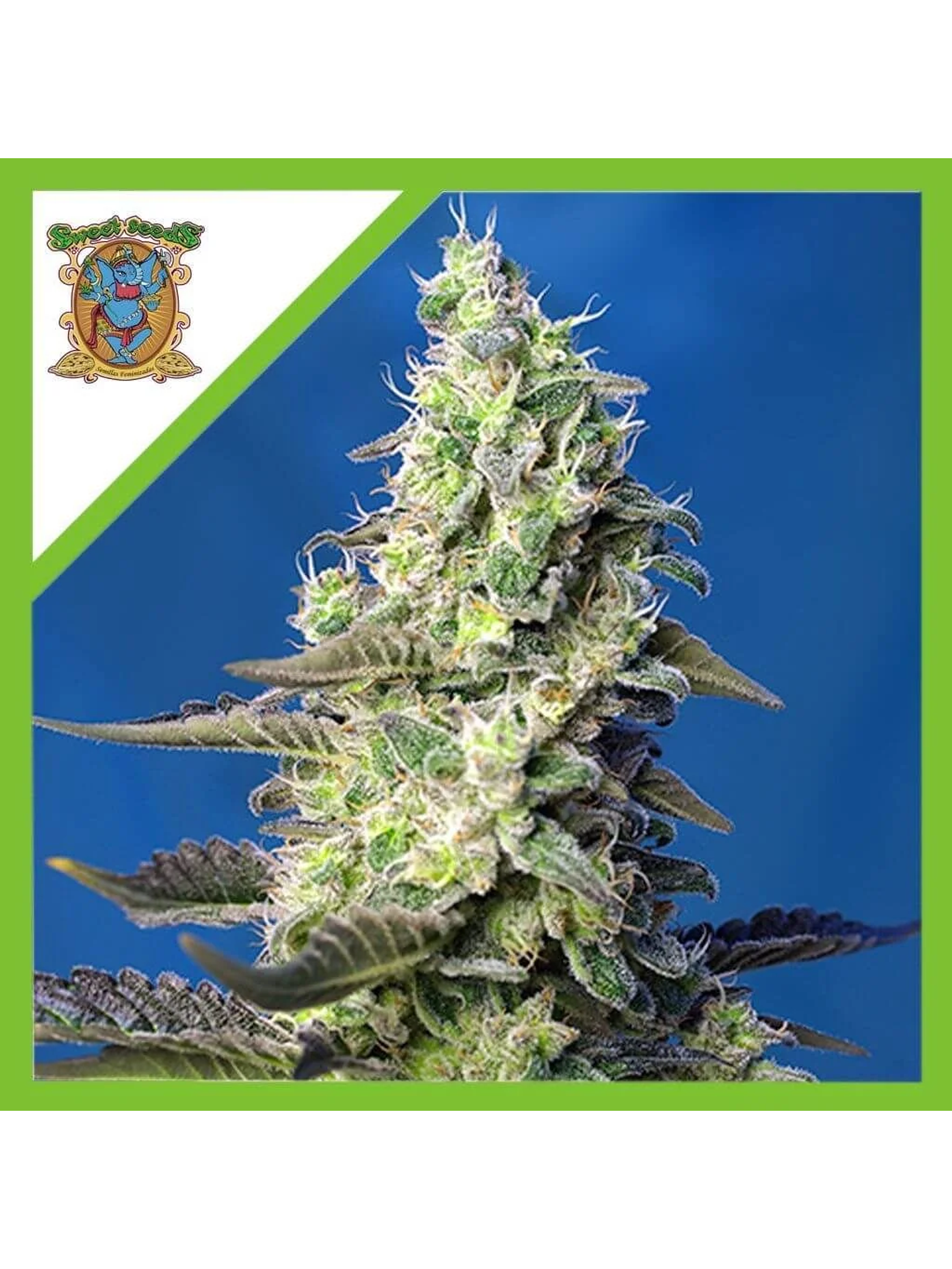 Green Poison Xl Auto® -Sweet Seeds (X100/X25/X3+1) 7