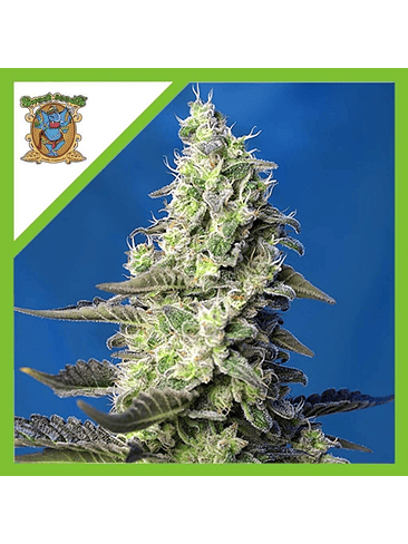 Green Poison Xl  Auto® (X3+1/ X25 / X100)-Sweet Seeds 7