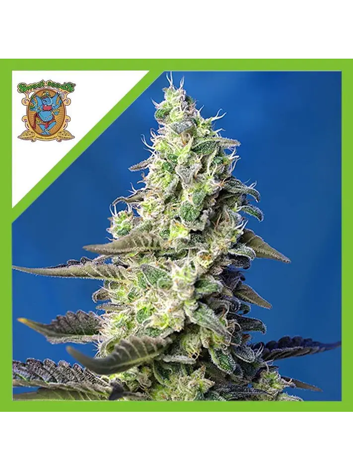 Green Poison Xl Auto® -Sweet Seeds (X100/X25/X3+1) 7