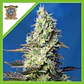 Green Poison Xl Auto® -Sweet Seeds (X100/X25/X3+1) - Miniatura 7
