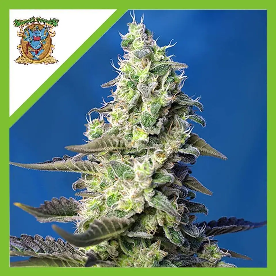Green Poison Xl Auto® -Sweet Seeds (X100/X25/X3+1) 7