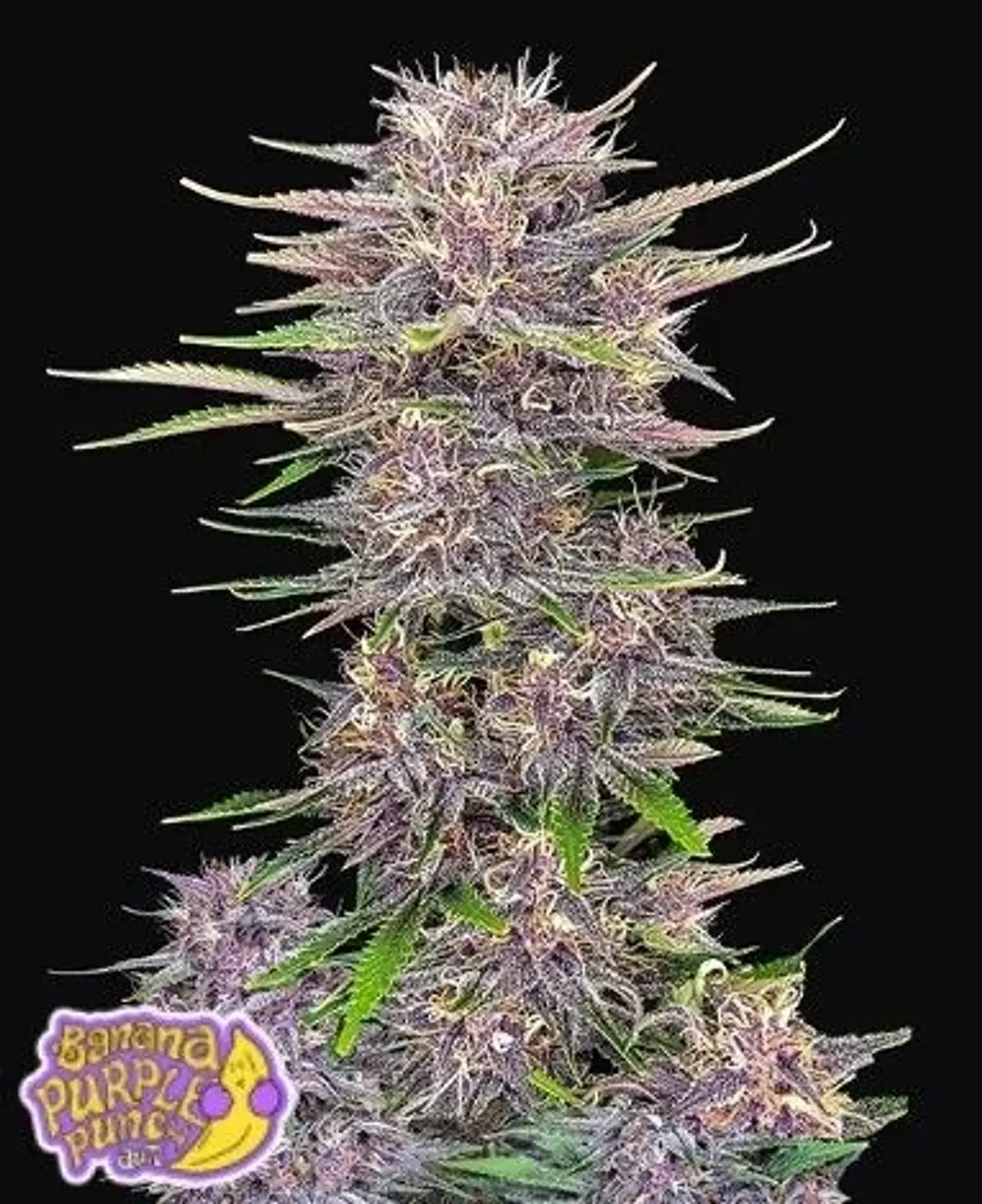Banana Purple Punch Auto -Fast Buds (X5/X3/X1) 3