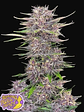 Banana Purple Punch Auto X5-Fast Buds - Miniatura 3
