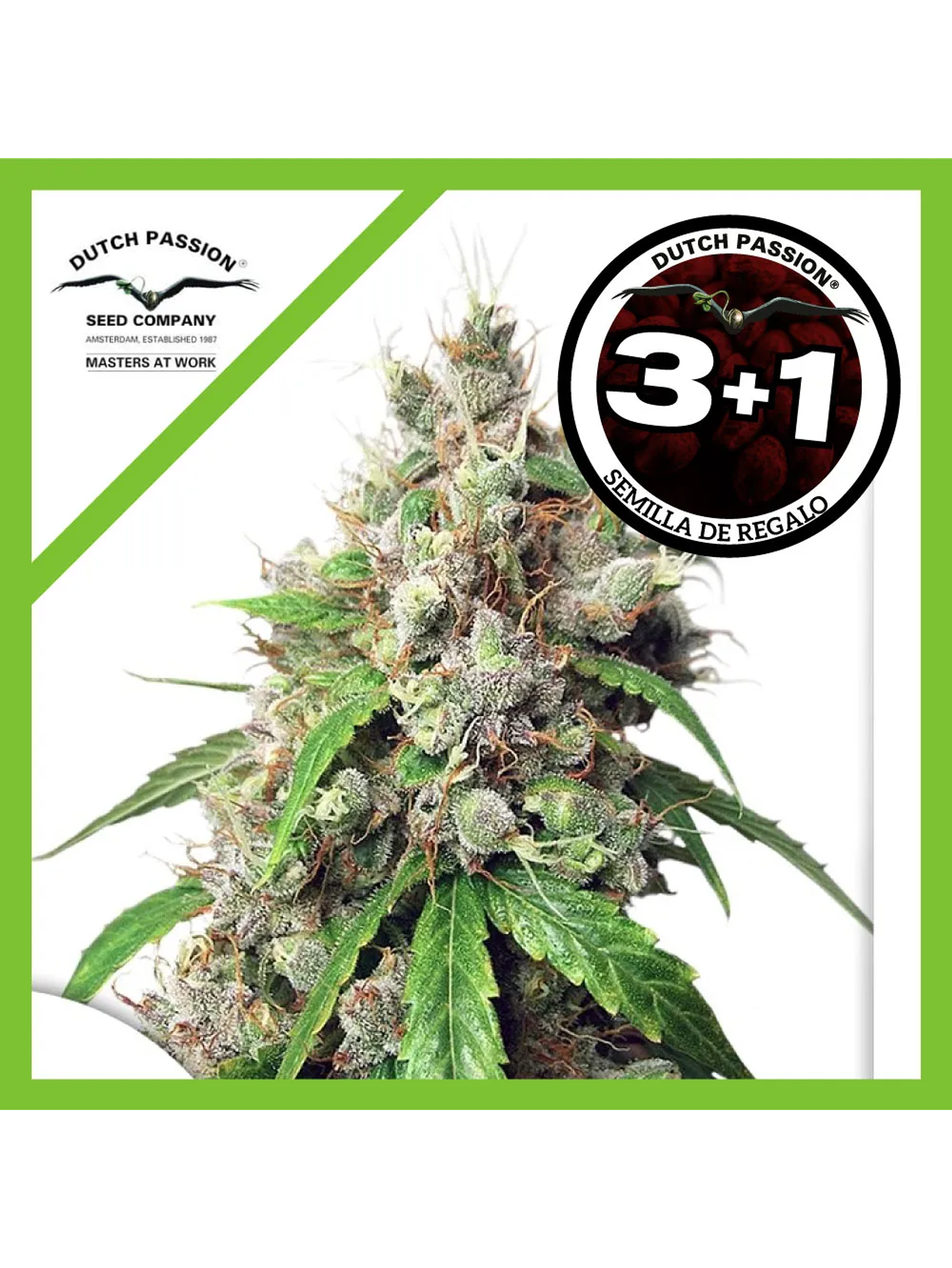 Euforia Auto -Dutch Passion (X7/X3+1) 2