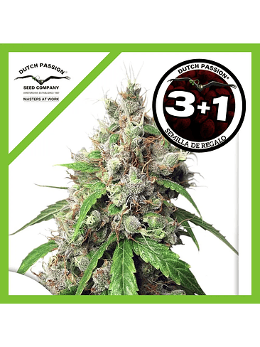 Euforia Auto X7-Dutch Passion 2