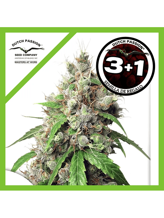 Euforia Auto X7-Dutch Passion 2