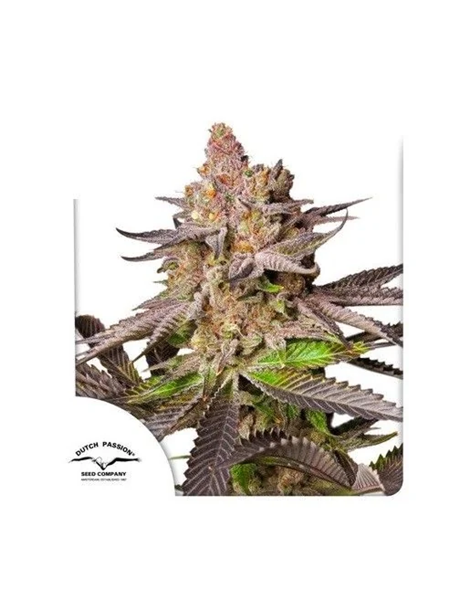 Melonade Runtz Fem -Dutch Passion (X25/X3/X3+1) 2