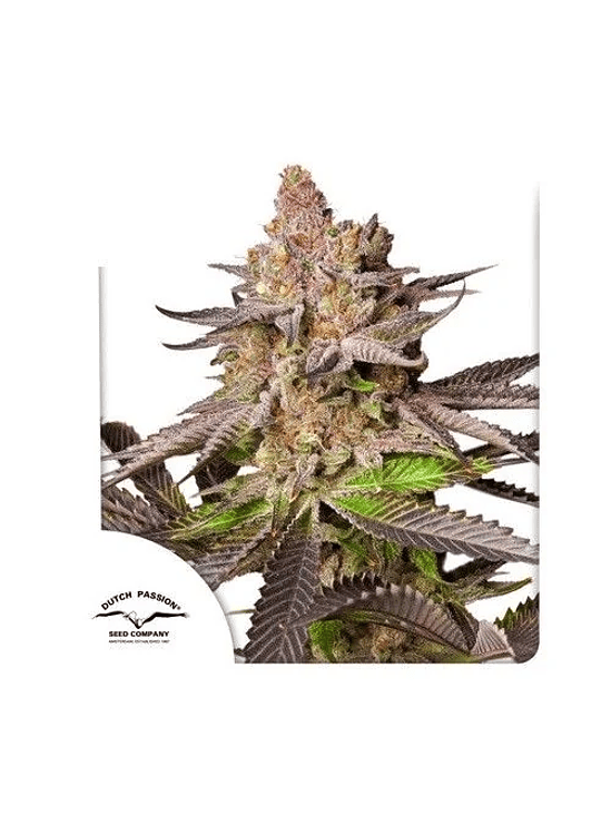 Melonade Runtz Fem -Dutch Passion (X25/X3/X3+1) 2