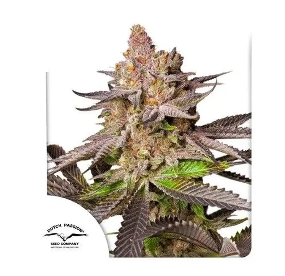 Melonade Runtz Fem -Dutch Passion (X25/X3+1) 2