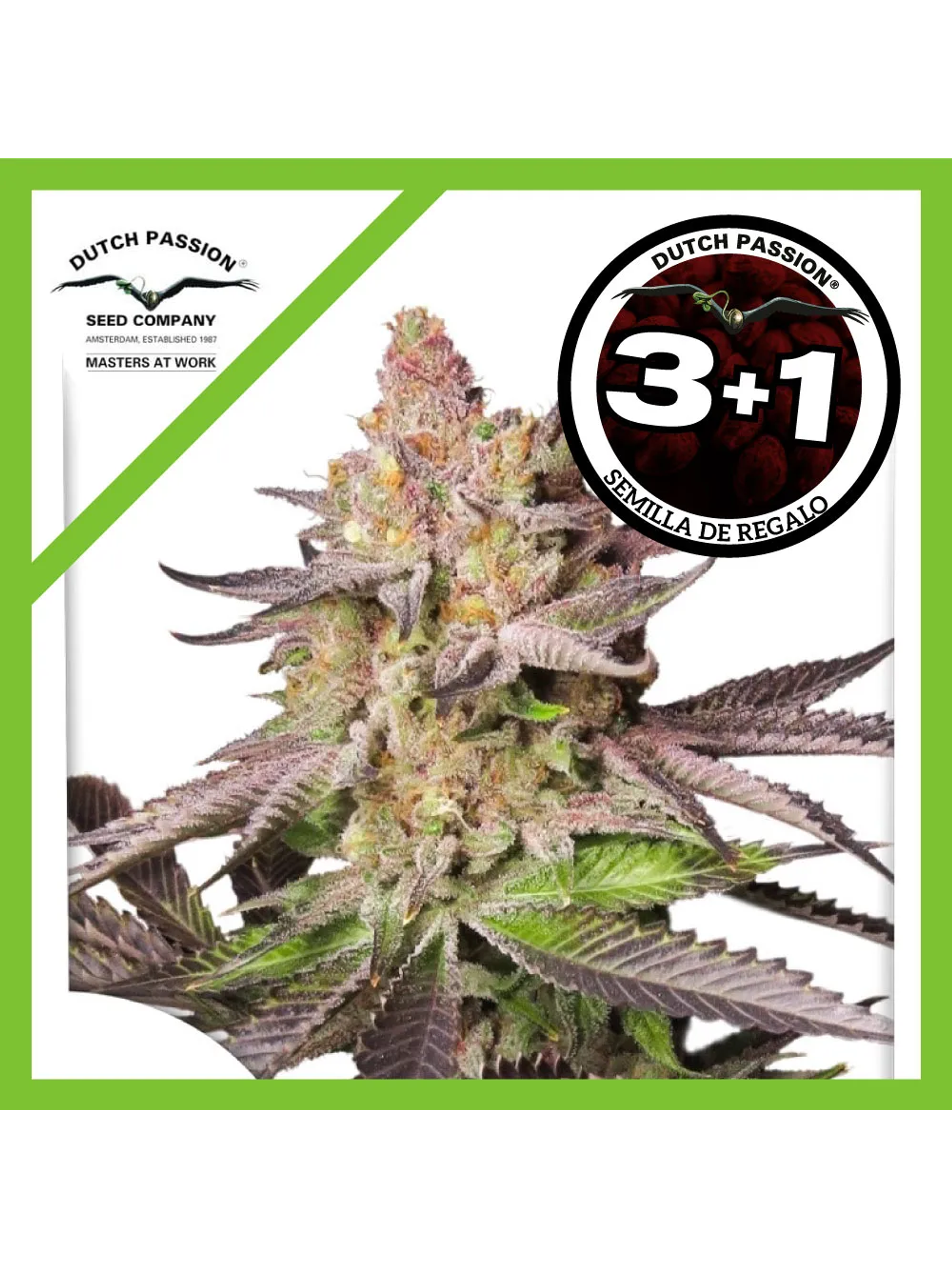 Melonade Runtz Fem -Dutch Passion (X25/X3/X3+1) 3