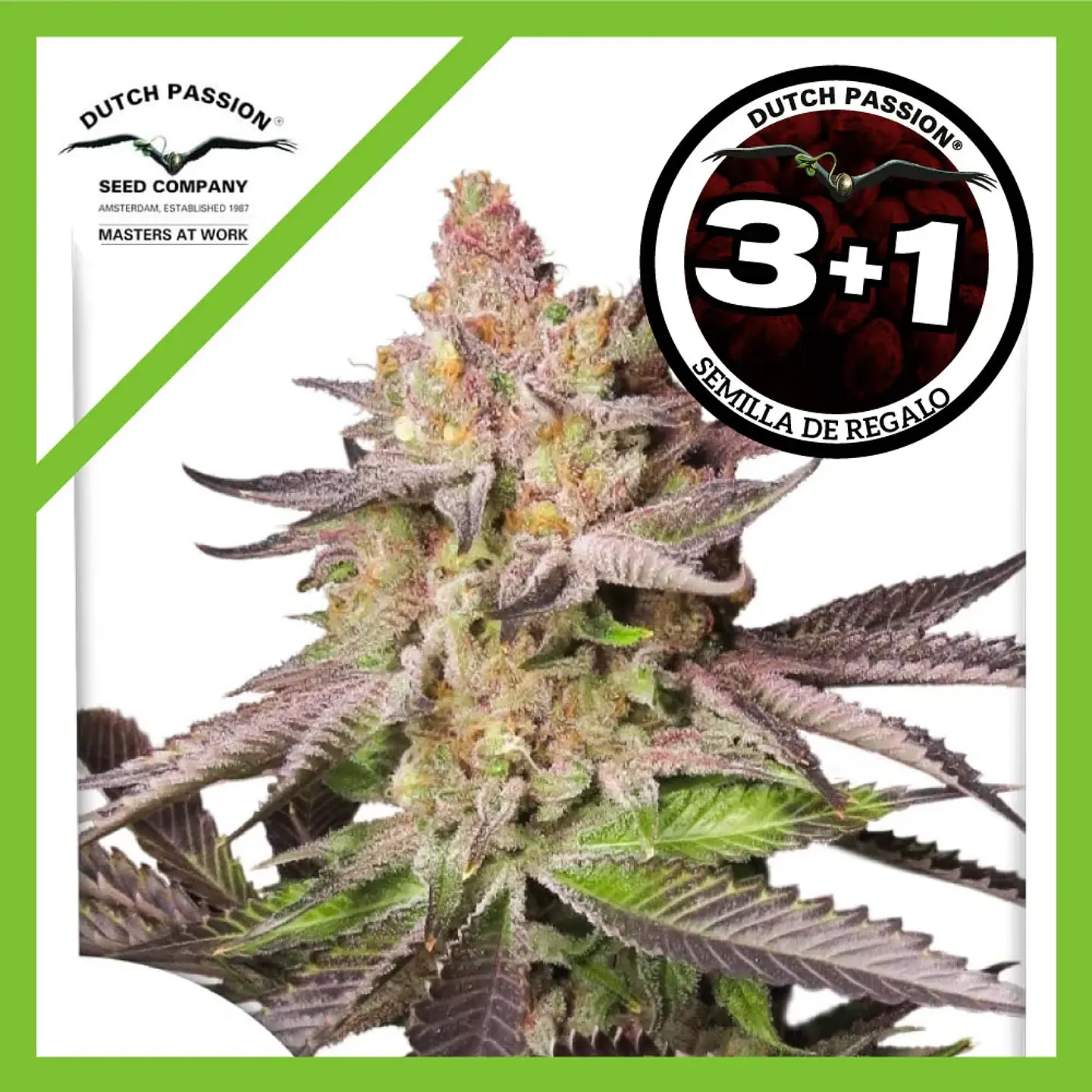Melonade Runtz Fem -Dutch Passion (X25/X3+1) 3