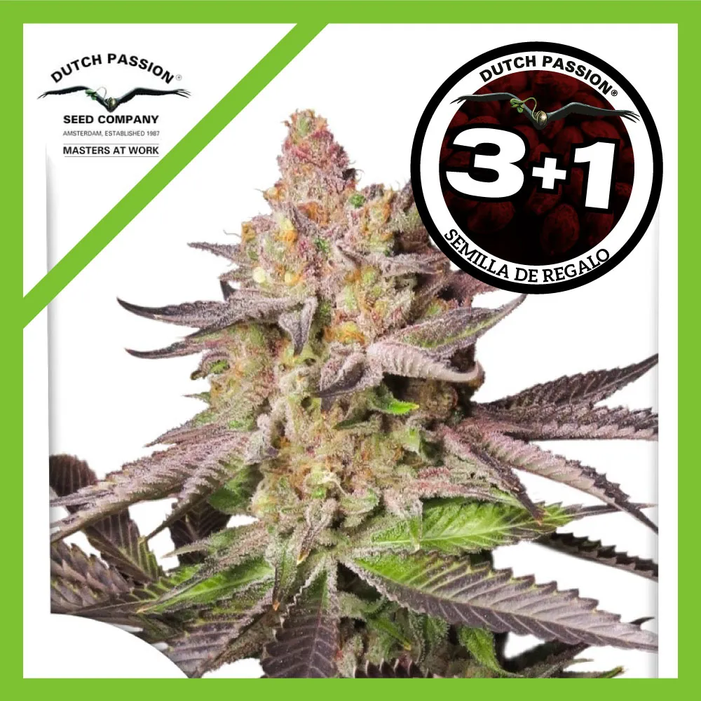 Melonade Runtz Fem -Dutch Passion (X25/X3+1) 4