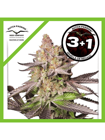 Melonade Runtz Fem -Dutch Passion (X25/X3/X3+1) 4