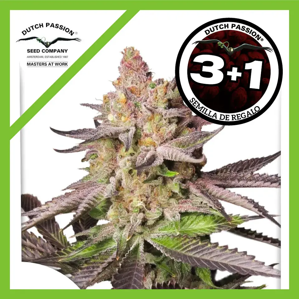 Melonade Runtz Fem -Dutch Passion (X25/X3+1) 4