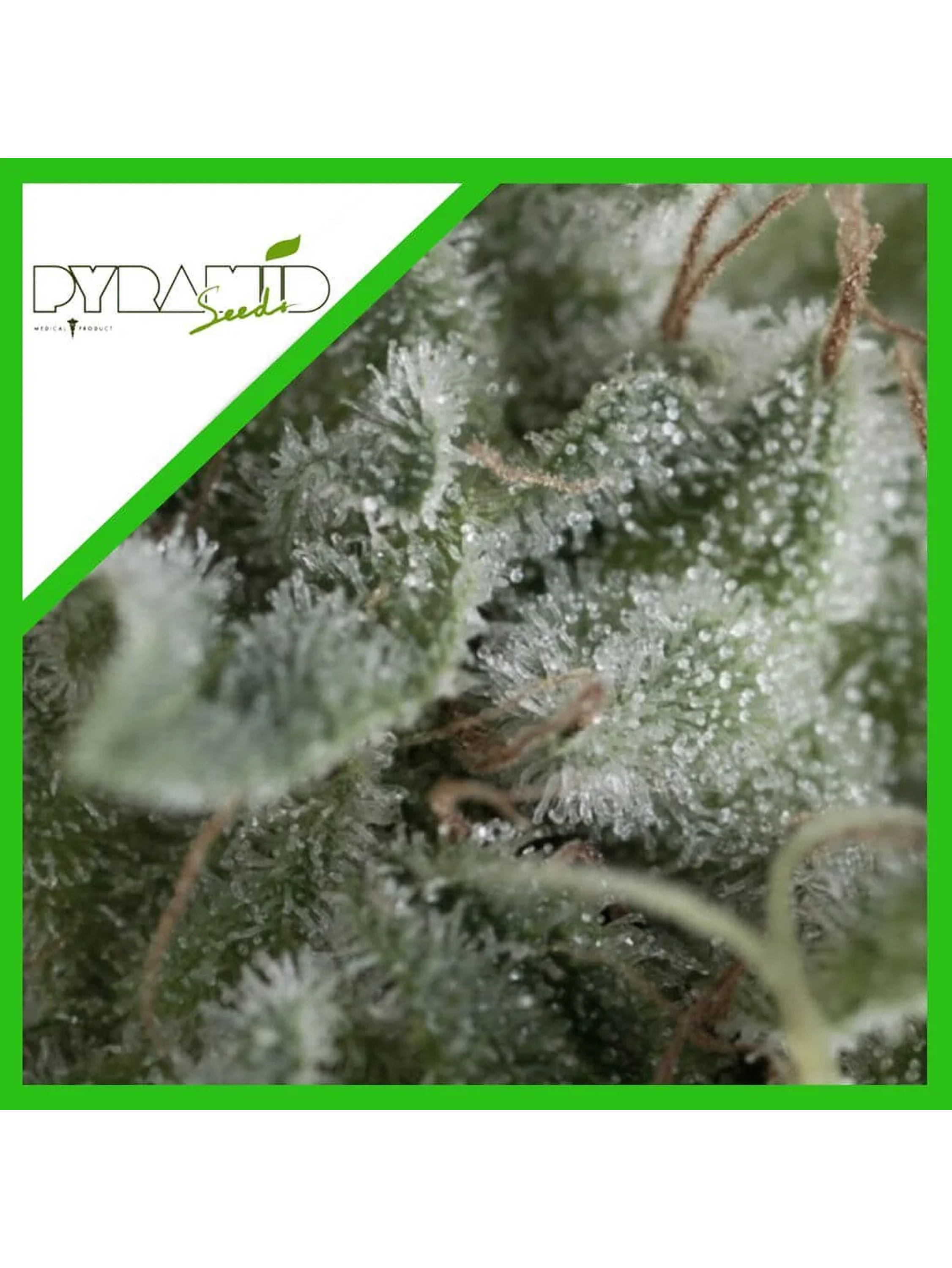 Nefertiti Auto -Pyramid Seeds (X5+2/X3+1) 2