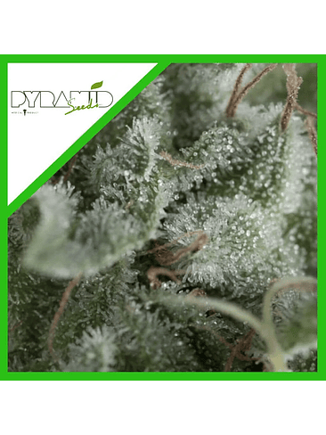 Nefertiti Auto X5+2 -Pyramid Seeds 2