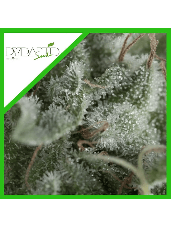 Nefertiti Auto X5+2 -Pyramid Seeds 2